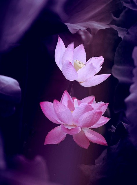 purple calming lotus