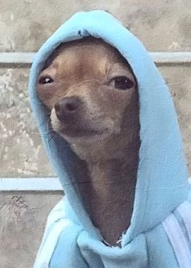 Funny_dog