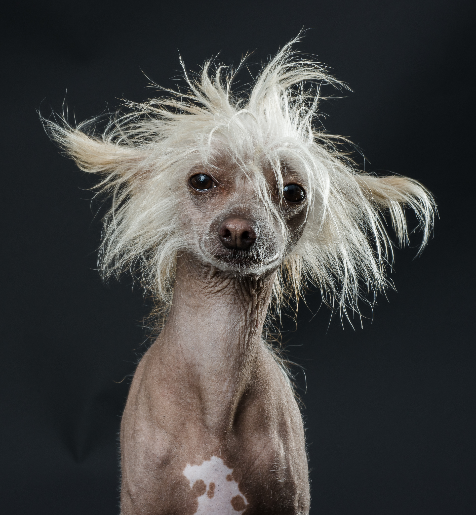 Hairless