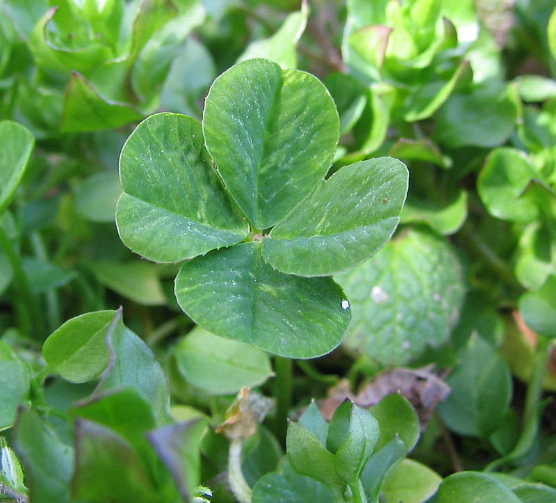 edible plant