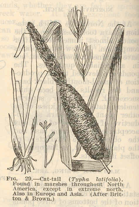 edible plant