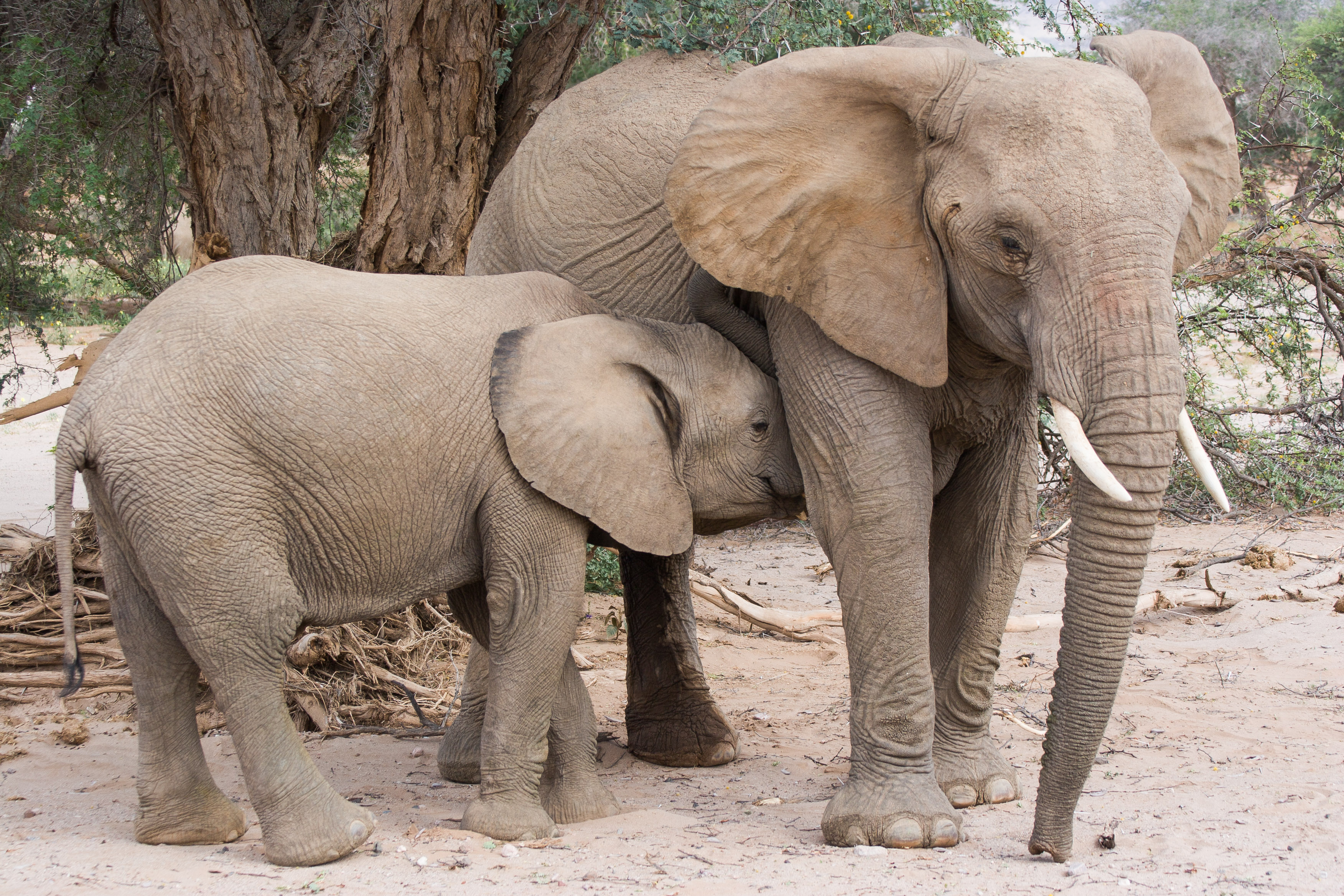 Elephant Image