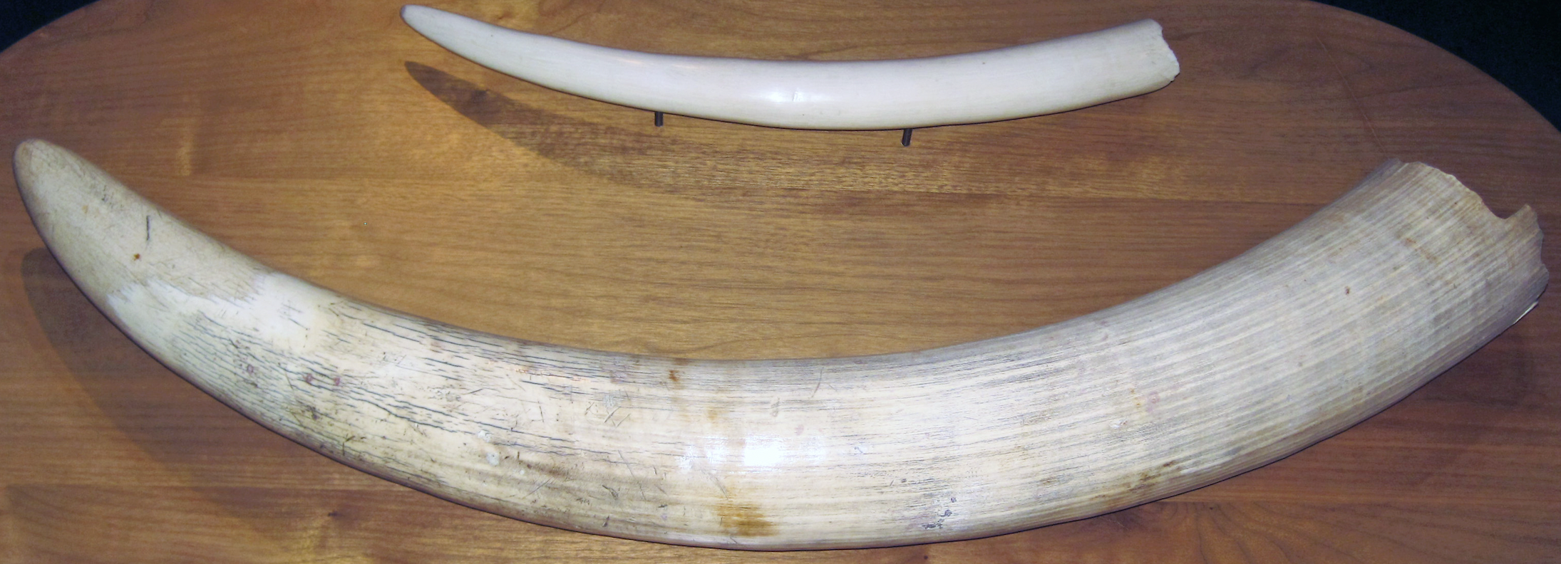 Ivory Image