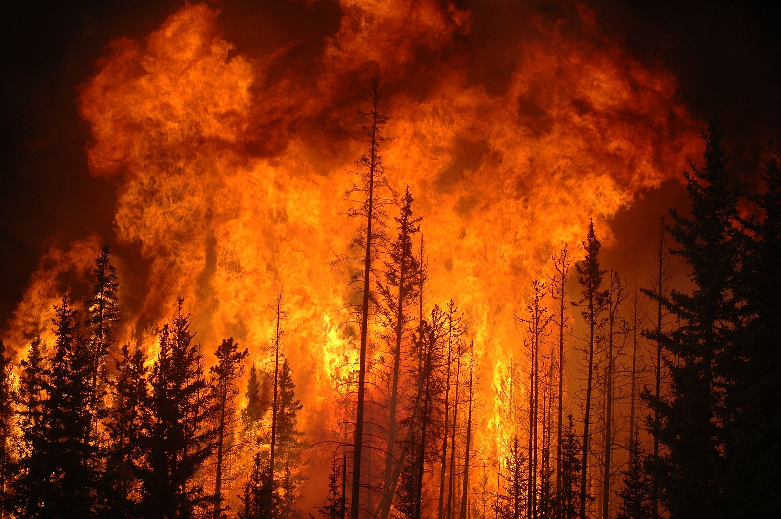 Forest Fire Image