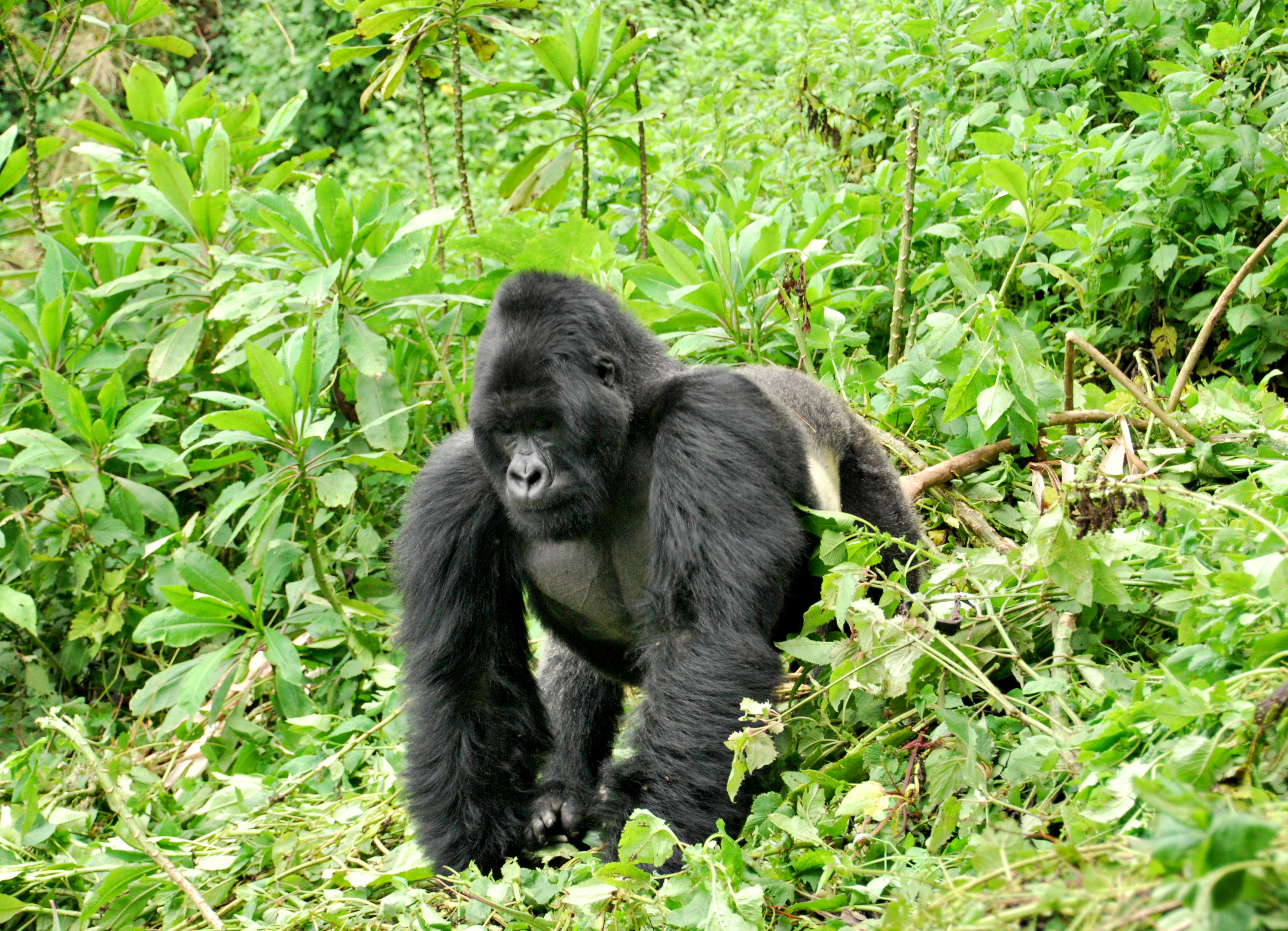 Gorilla Image