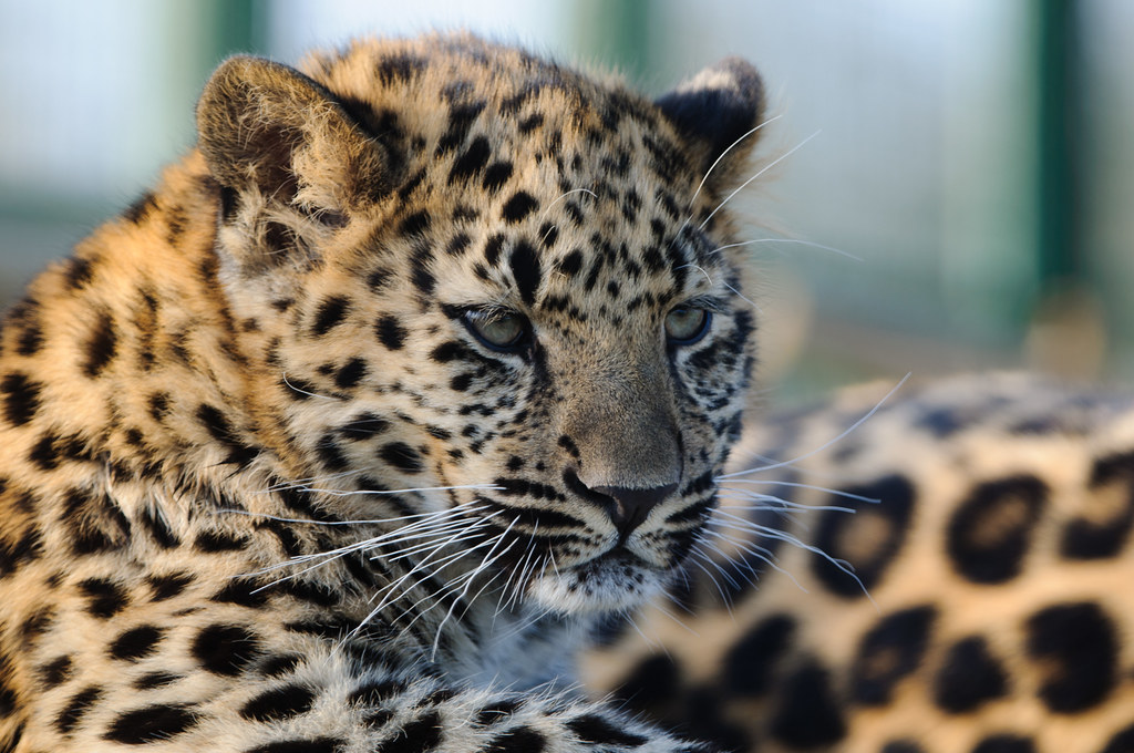 Leopard Image