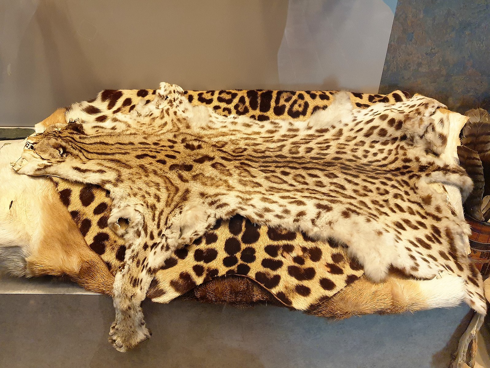 Leopard Poaching Image