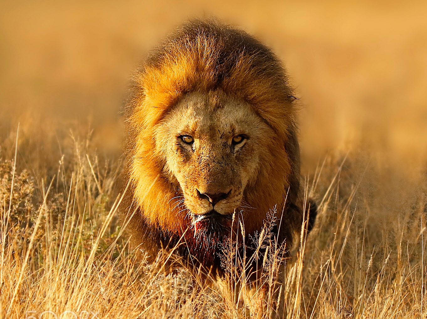 Lion Image
