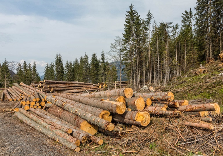 Logging Image
