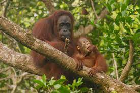 Orangutan Image