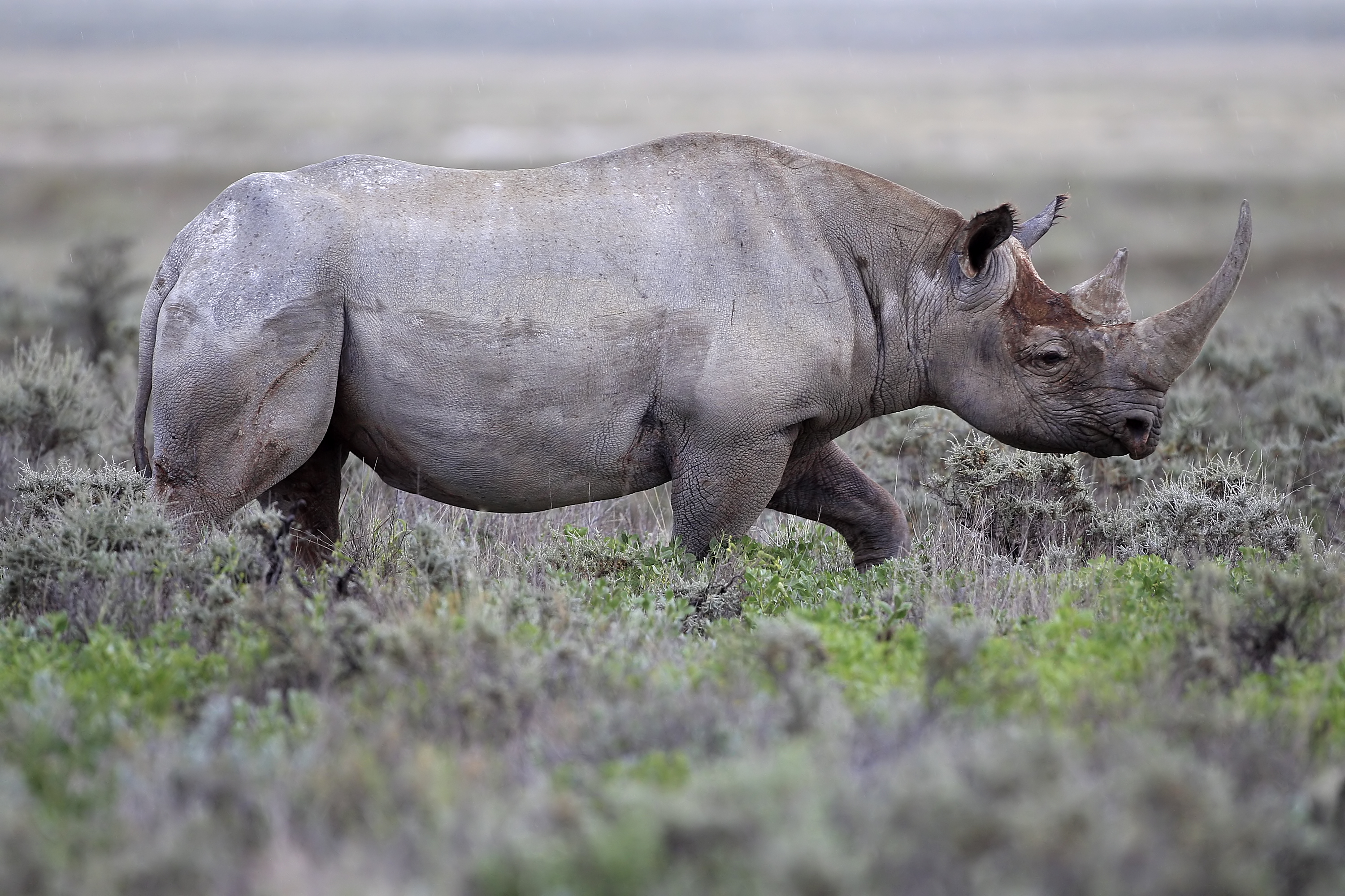 Rhino Image