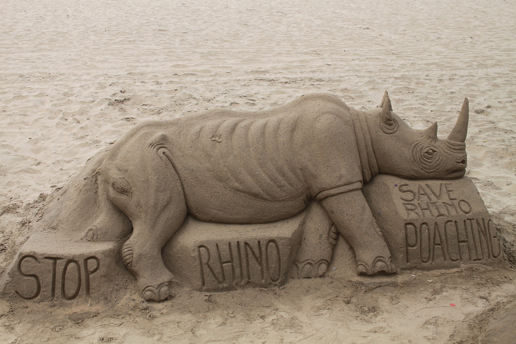 Rhino Poaching Image