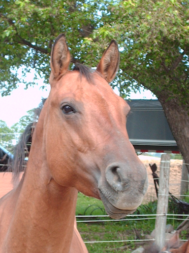 horses.jpg