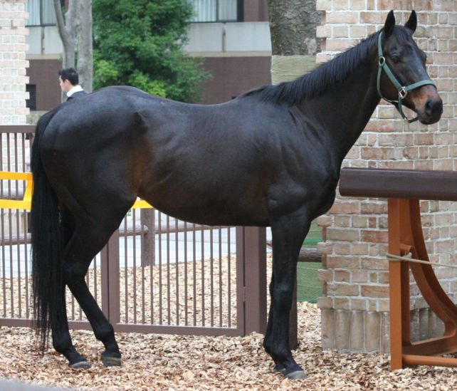 Horses.jpg