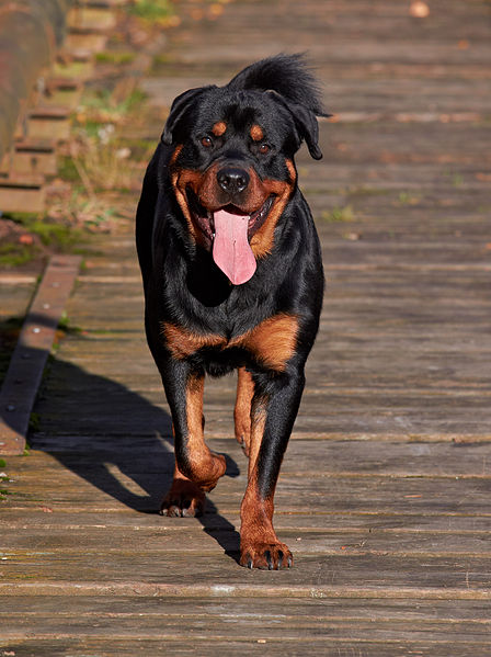 ¨dog¨/