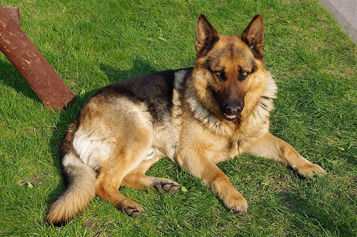 ¨dog¨/