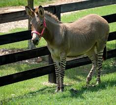 A cross between a zebra and a donkey