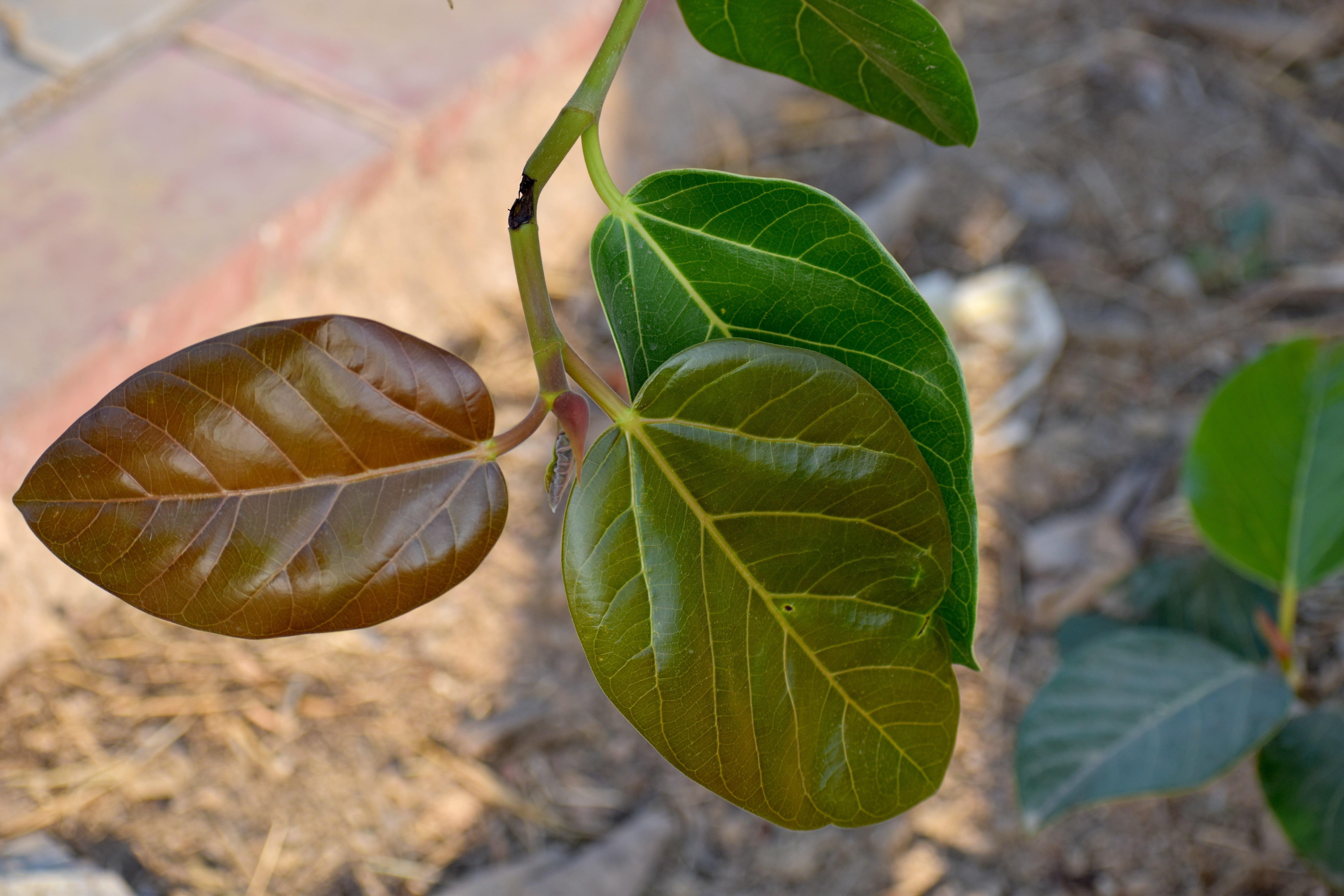 alternate leaf