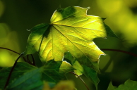 simple leaf