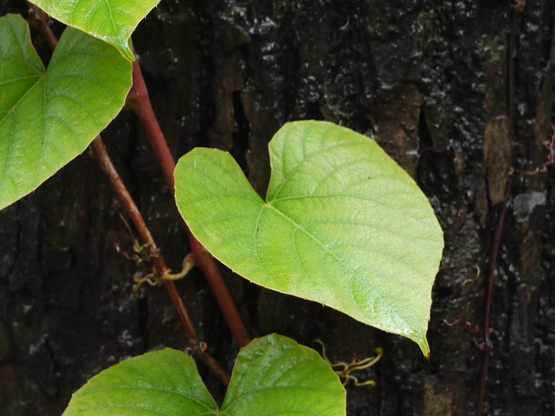heart shape leaf