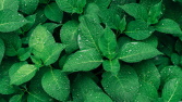 green leaves picture