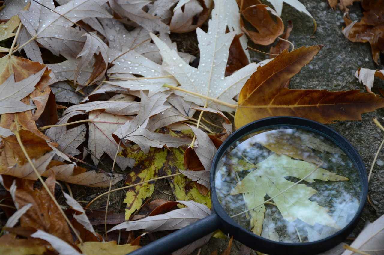 fall leaves with magnifying glass