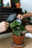 leaf vase with magnifying glass
