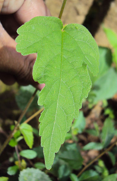 lobed leaf