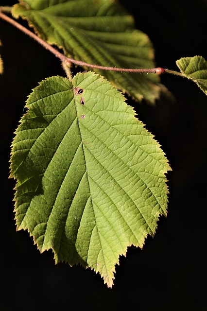pinnately netlike leaf