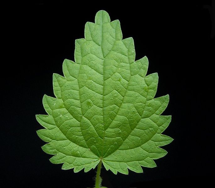 palmately netlike leaf