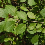 opposite leaf
