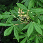 palmately compound leaf