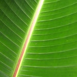 parallel leaf