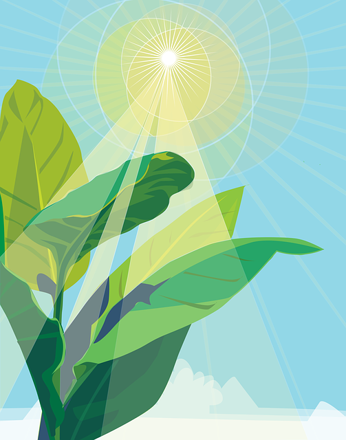 plant and sunlight