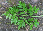 pinnately compound leaf