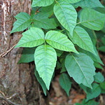 Poison Ivy Plant