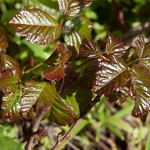 Poison Oak Plant