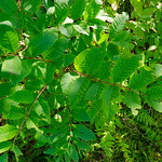 Poison Sumac Plant