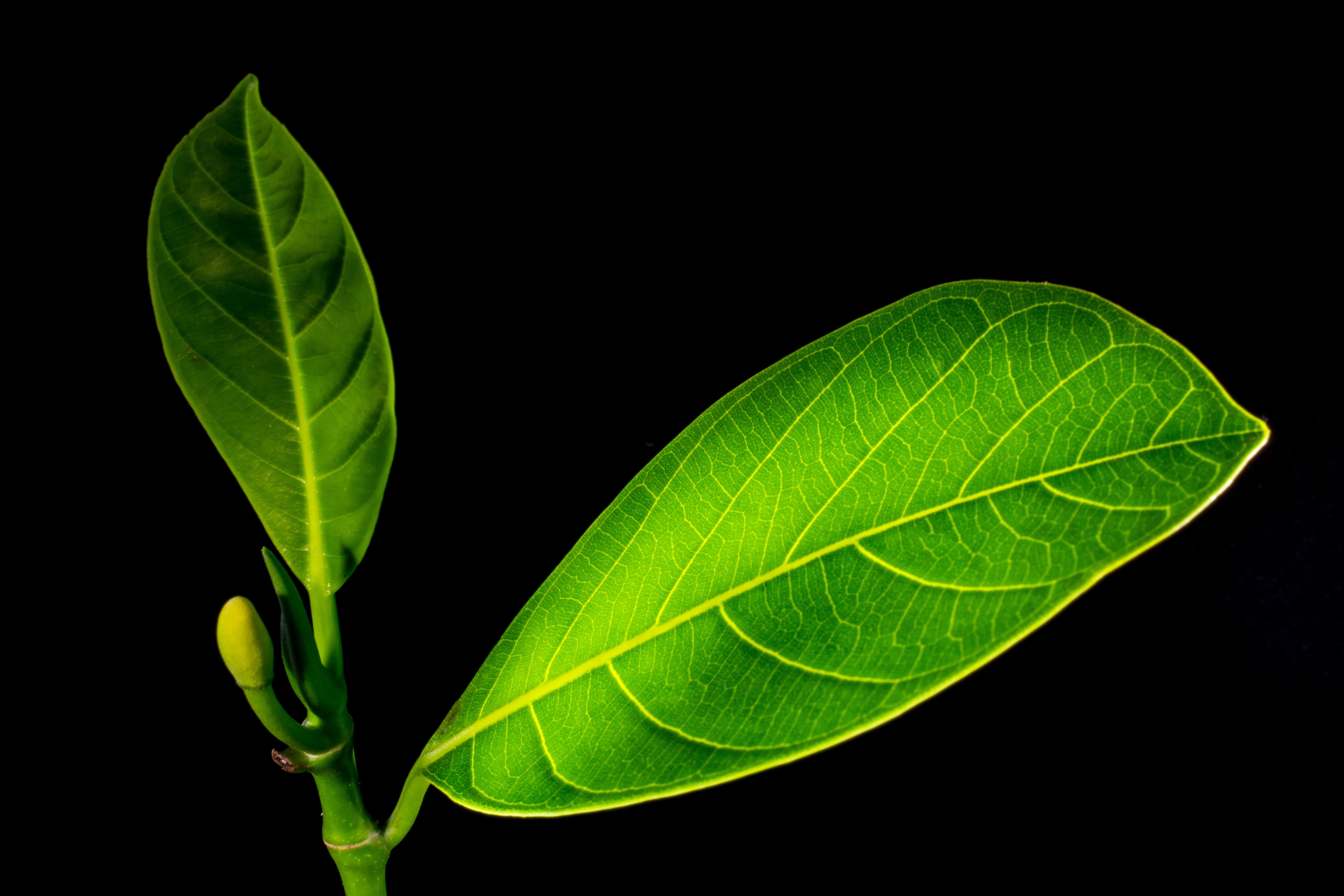 simple leaf