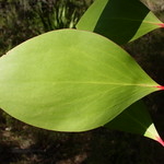 smooth leaf