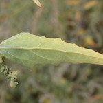 spear shape leaf