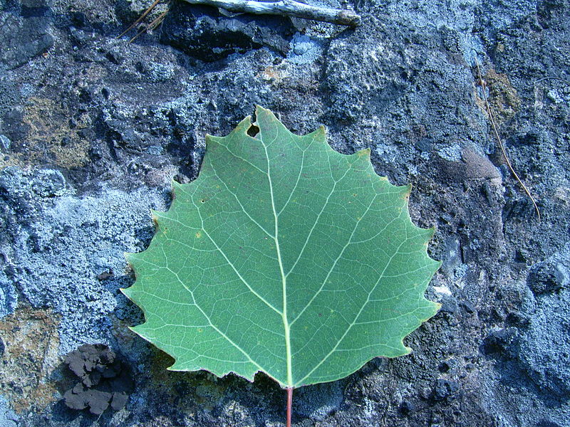 toothed leaf