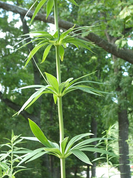 whorled leaf