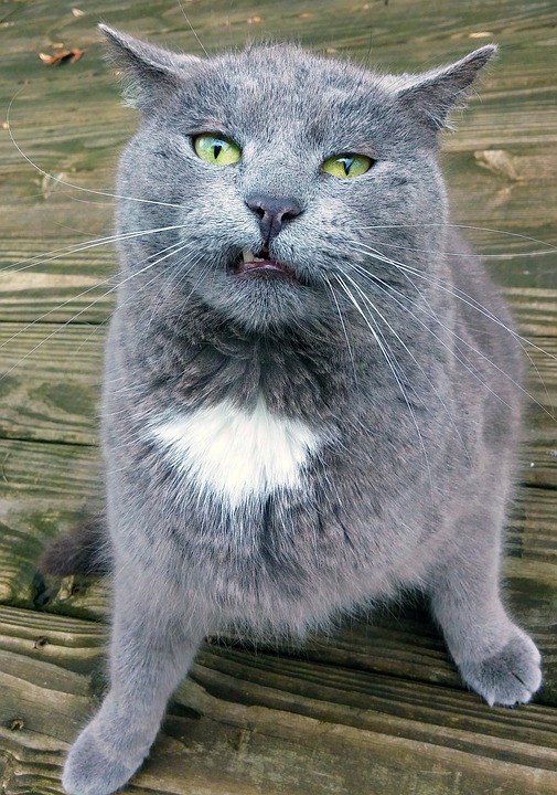 kitty