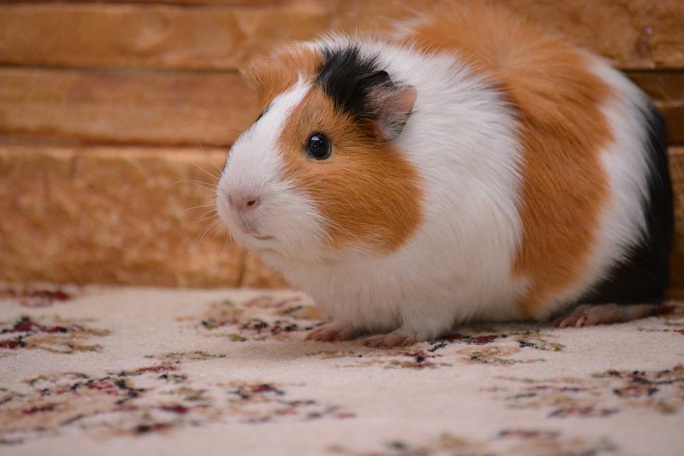 piggy