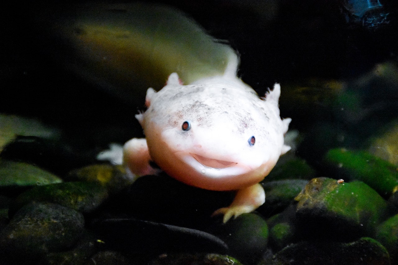 an axolotl