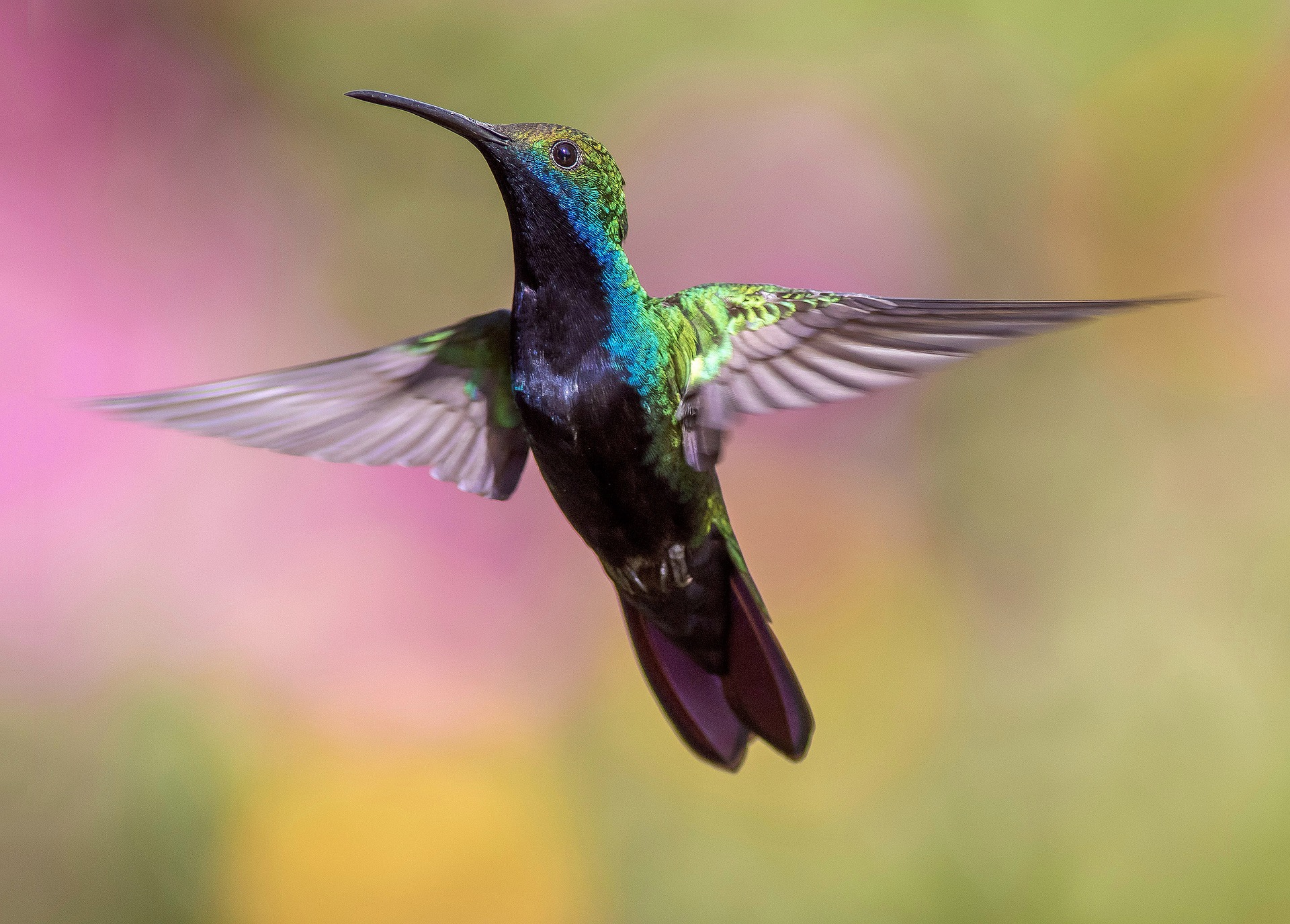 a flying hummingbird