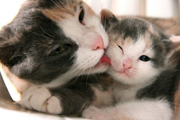 cats cuddling