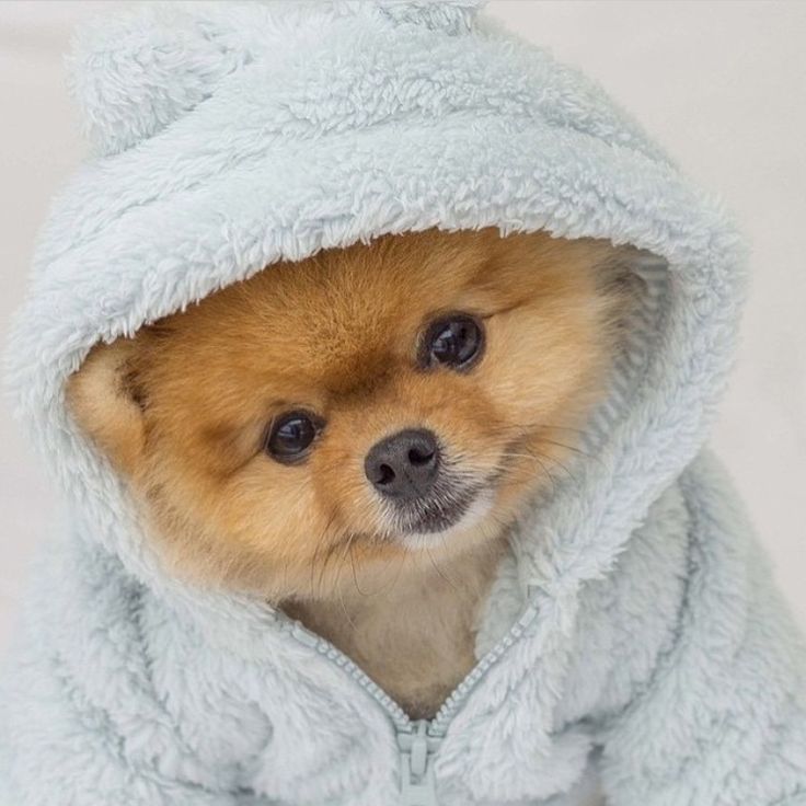 cute dog