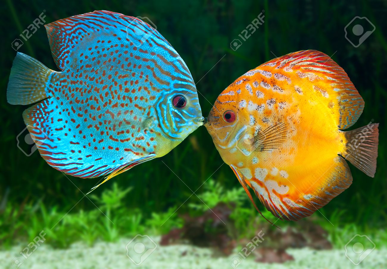 blue and orange fishes
